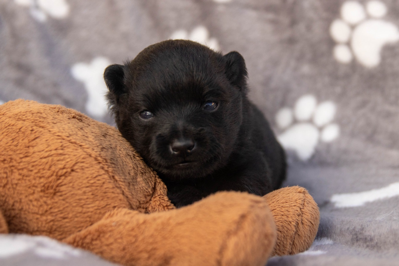 Des Loups Du Vexin - Chiots disponibles - Schipperke