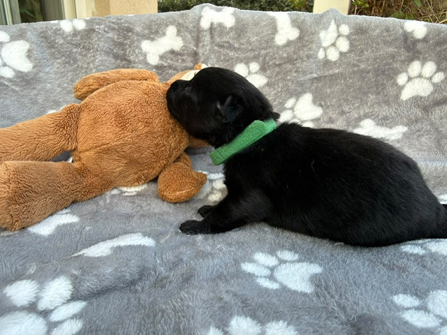 Des Loups Du Vexin - Chiots disponibles - Schipperke