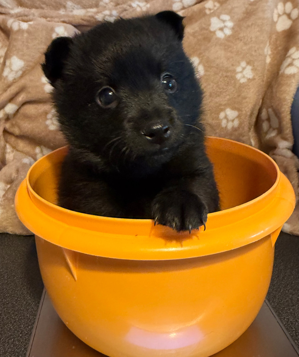 Des Loups Du Vexin - Chiots disponibles - Schipperke