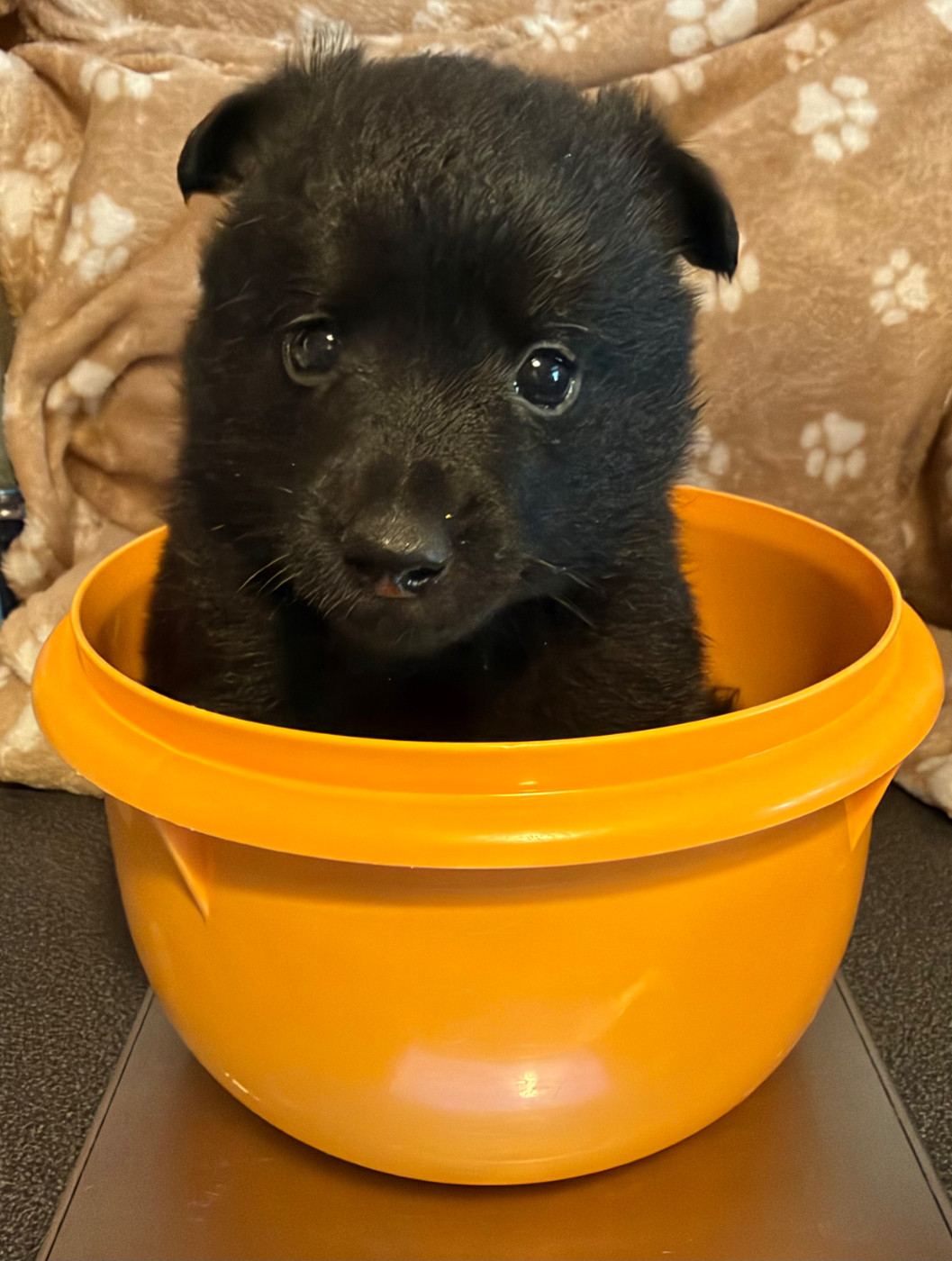 Des Loups Du Vexin - Chiots disponibles - Schipperke