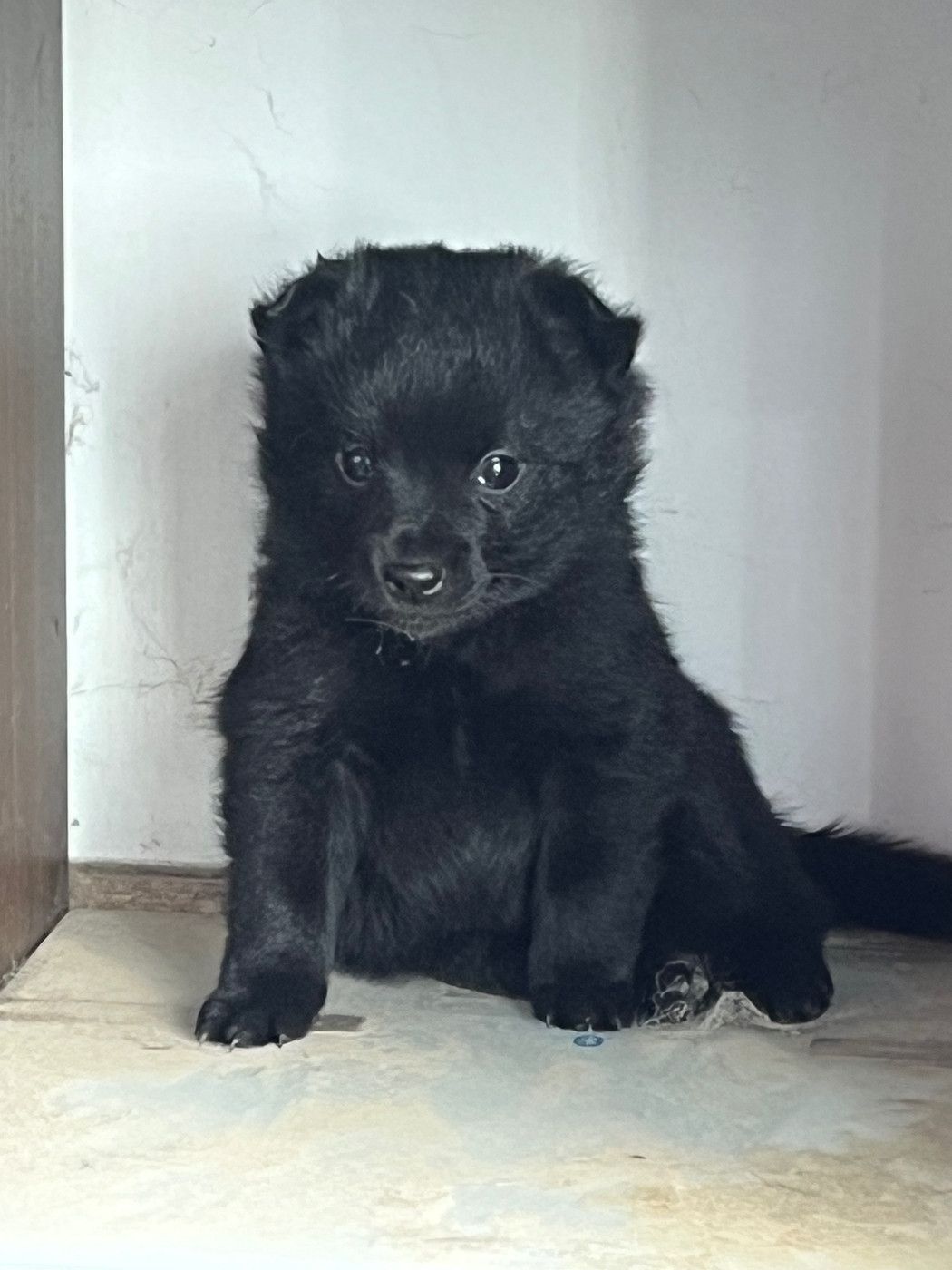 Des Loups Du Vexin - Chiots disponibles - Schipperke