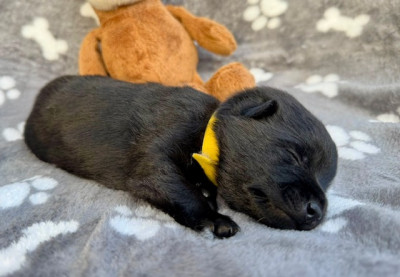 bébé jaune