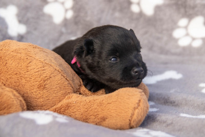 bébé rose
